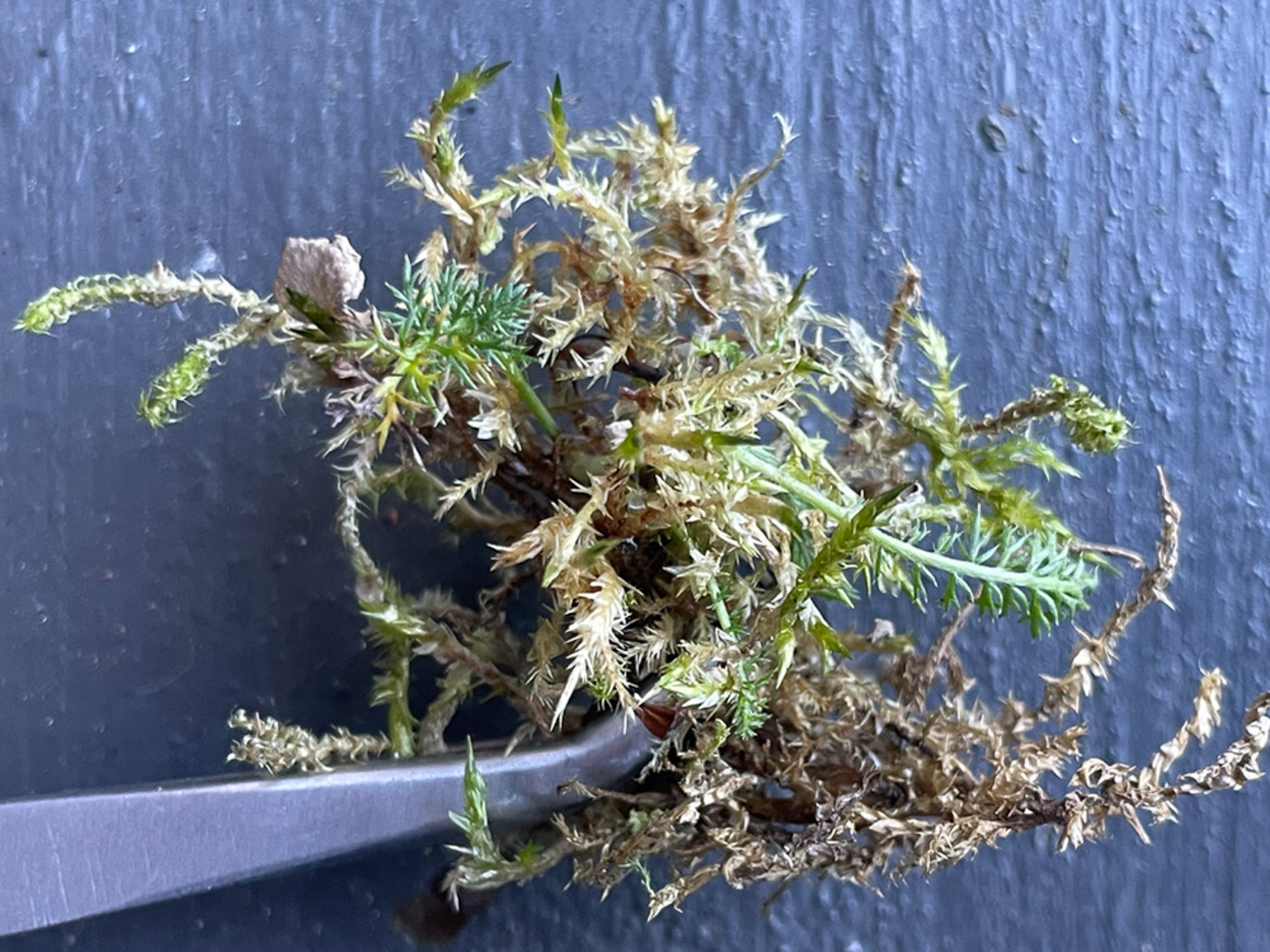 Photo © Sarah Ebdon Arrhenia retiruga by Sarah Ebdon